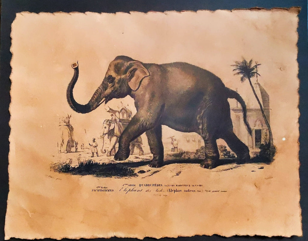 Reproduction d'affiche Elephant, Dictionnaire Universel d'Histoire Naturelle 1892