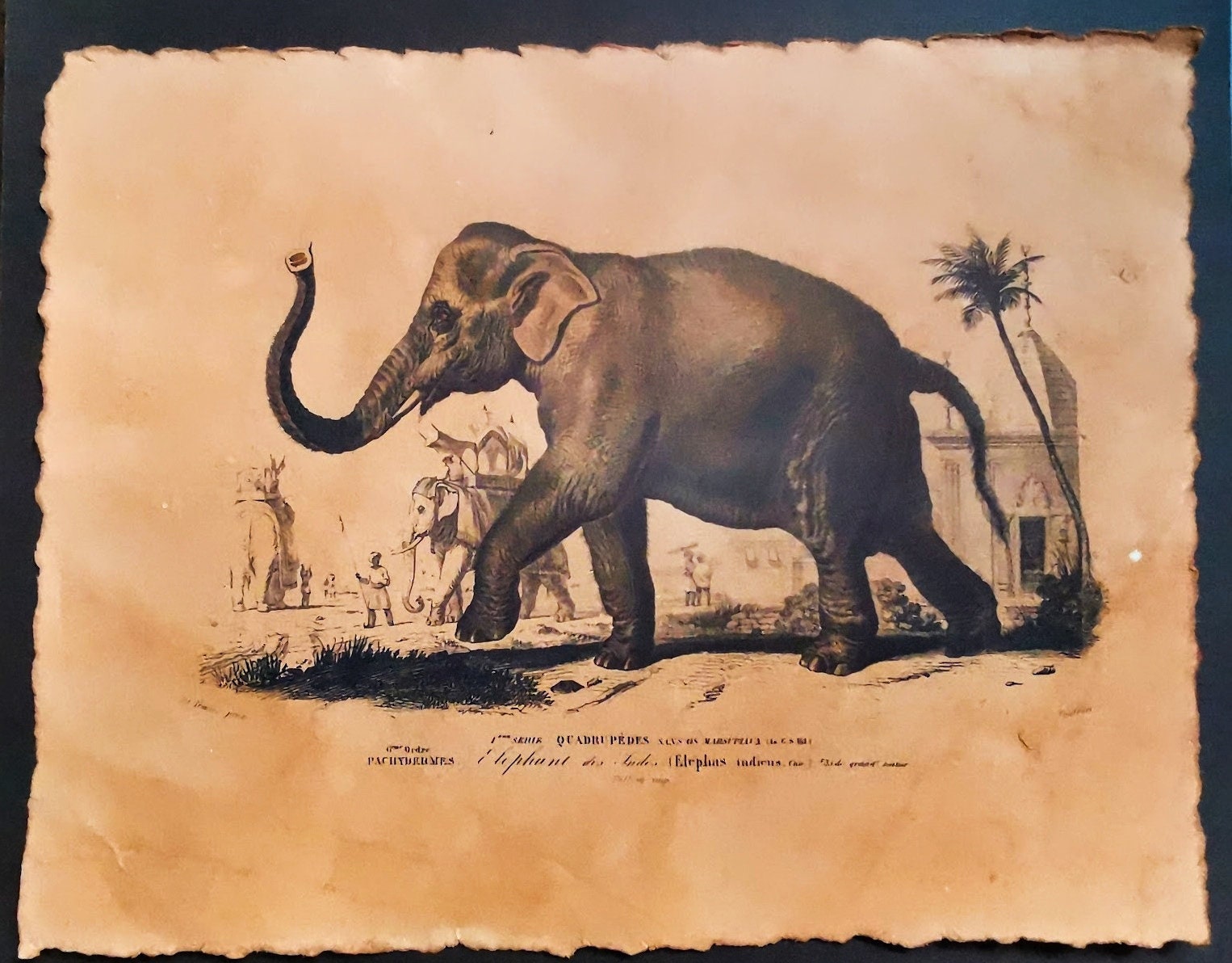 Reproduction d'affiche Elephant, Dictionnaire Universel d'Histoire Naturelle 1892