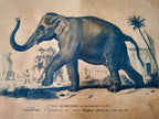 Reproduction d'affiche Elephant, Dictionnaire Universel d'Histoire Naturelle 1892