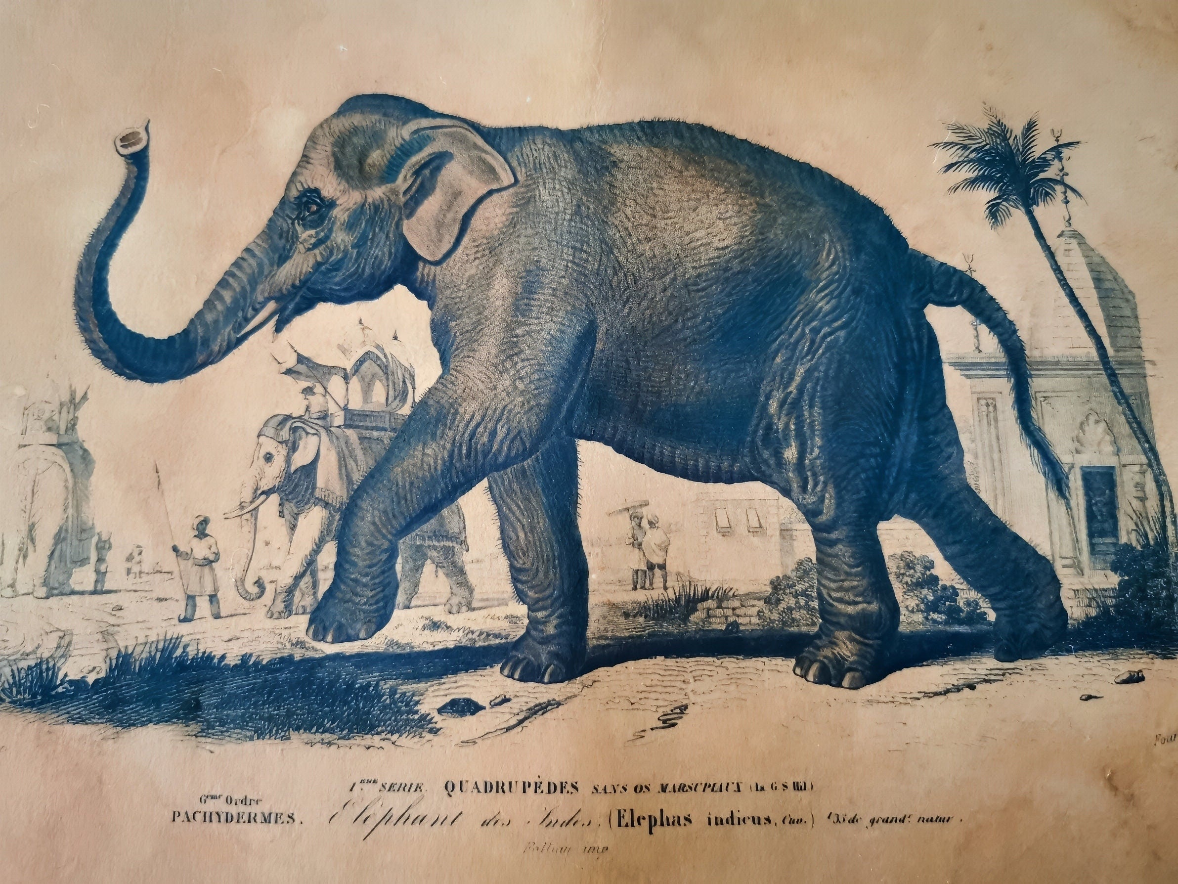 Reproduction d'affiche Elephant, Dictionnaire Universel d'Histoire Naturelle 1892