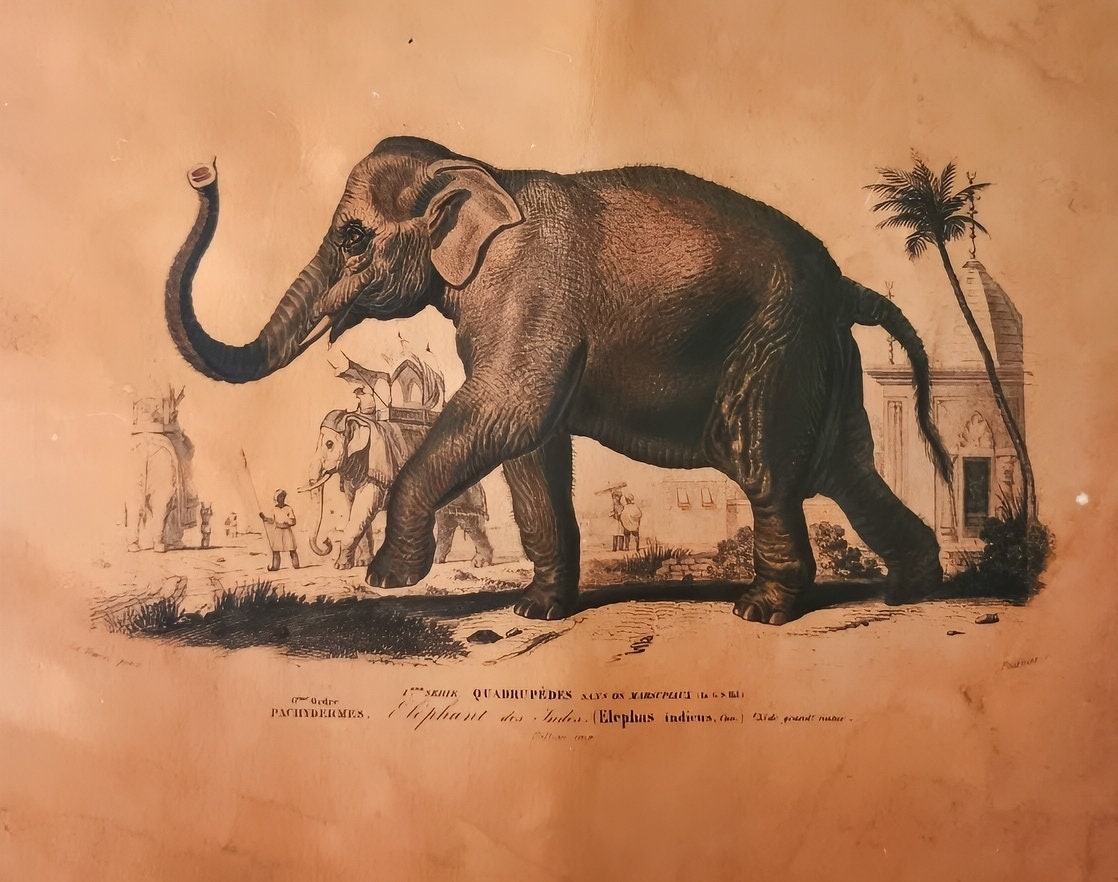 Reproduction d'affiche Elephant, Dictionnaire Universel d'Histoire Naturelle 1892