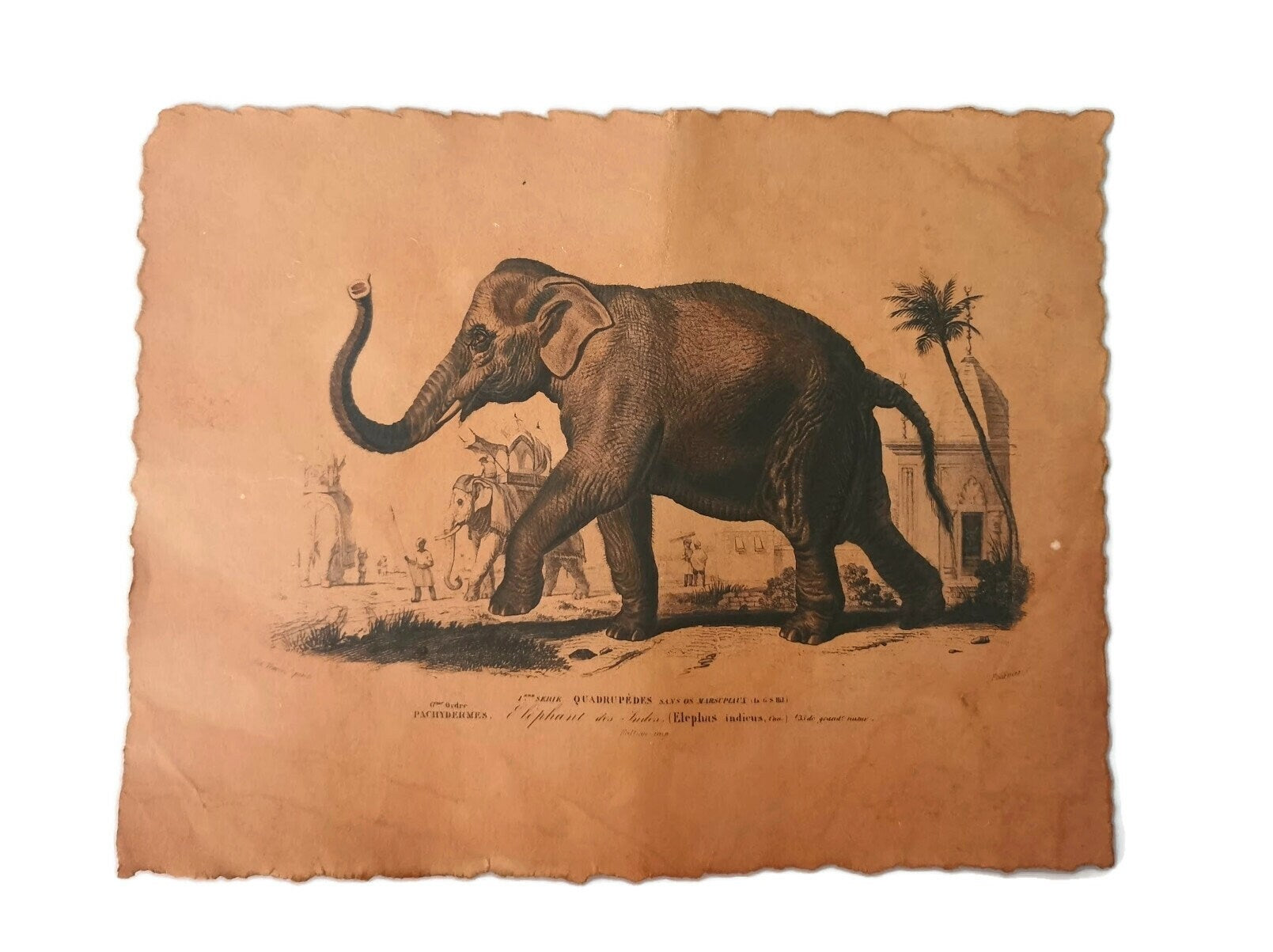 Reproduction d'affiche Elephant, Dictionnaire Universel d'Histoire Naturelle 1892
