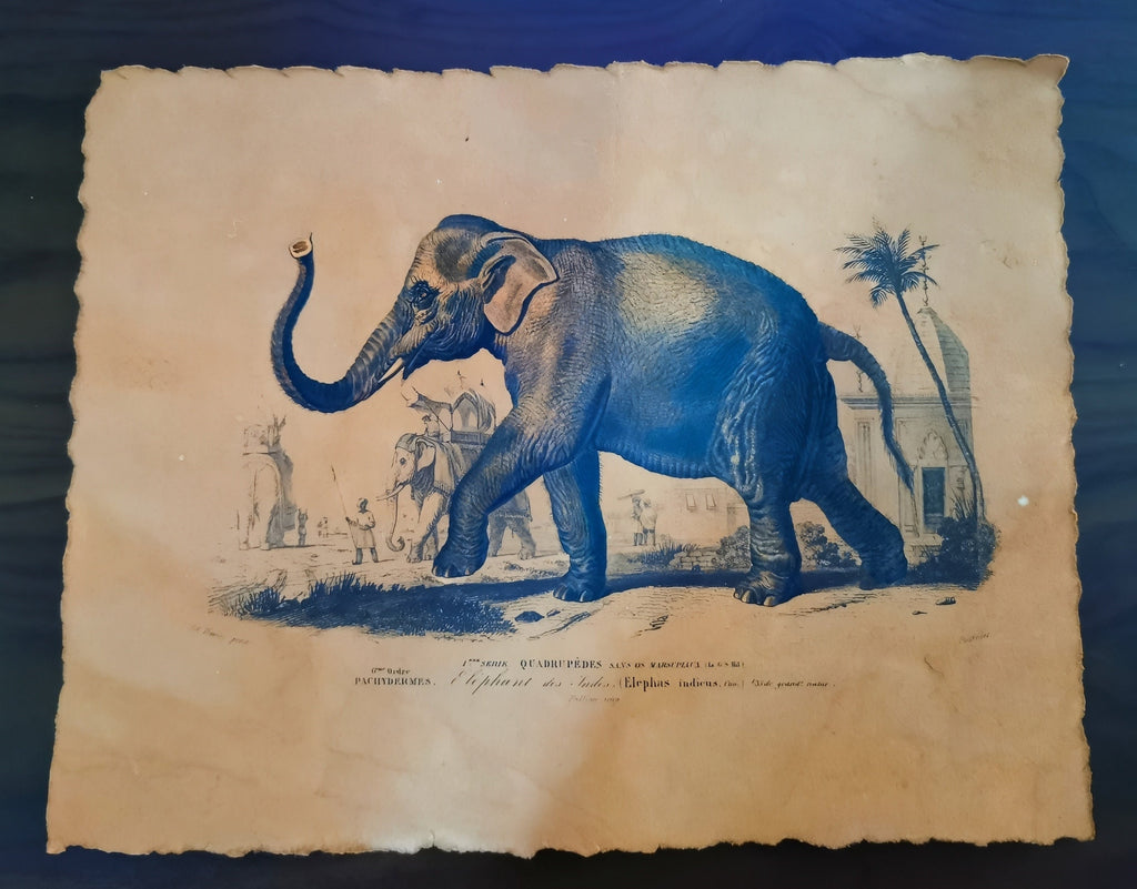 Reproduction d'affiche Elephant, Dictionnaire Universel d'Histoire Naturelle 1892