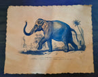 Reproduction d'affiche Elephant, Dictionnaire Universel d'Histoire Naturelle 1892