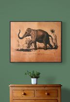 Reproduction d'affiche Elephant, Dictionnaire Universel d'Histoire Naturelle 1892