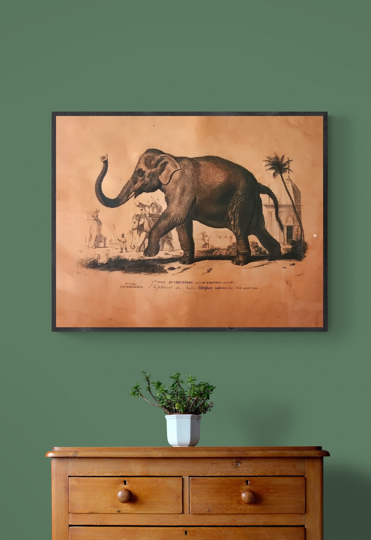 Reproduction d'affiche Elephant, Dictionnaire Universel d'Histoire Naturelle 1892